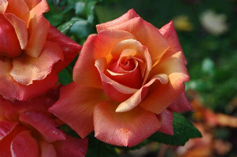 Pictures of Brighton Rose