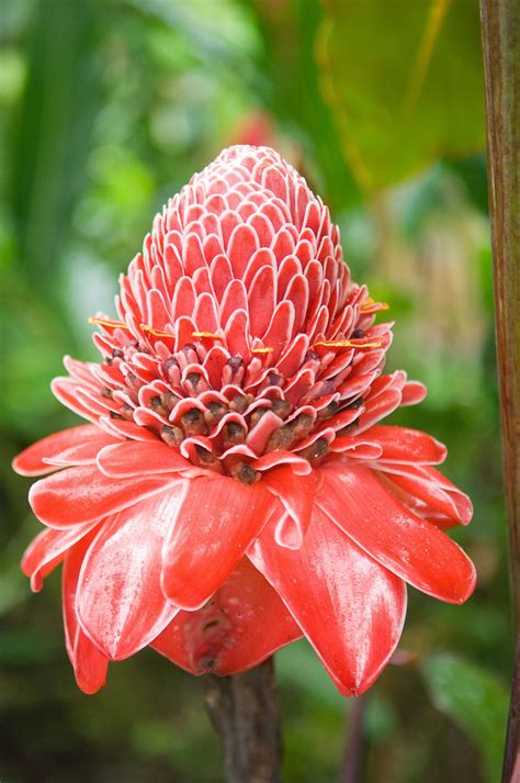 Tall Red Flowers With Big Green Leaves
