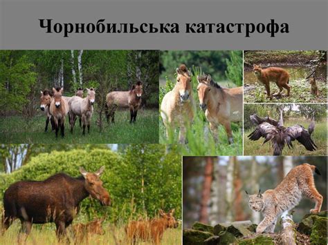 Презентація "Чорнобильська катастрофа"