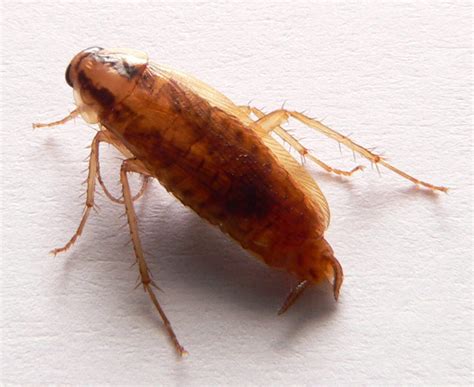 Earwig Vs Cockroach | Roach | cockroach | Insect