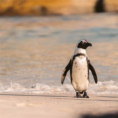 Cape Tour Guides, Кейптаун: лучшие советы перед посещением - Tripadvisor