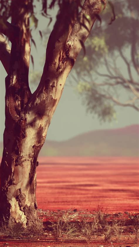 Acacia tree in African savannah 44903496 Stock Video at Vecteezy