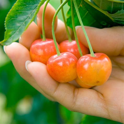 rainier cherry trees  sale brighterbloomscom