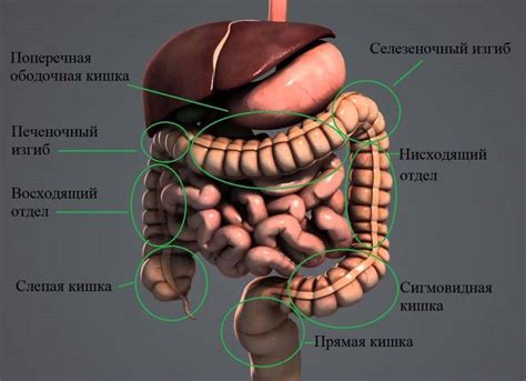 Заворот толстой кишки причины, диагностика и лечение