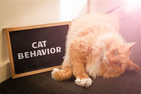 Ultimate Guide to Cat Behavioral Problems & How to Help - The Fluffy Kitty