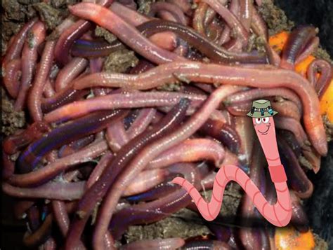 sunshine coast bait worms nightcrawlers wurtulla worms