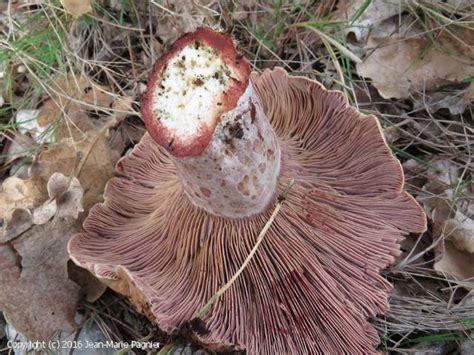 MycoDB : Photos de champignons - Lactarius vinosus