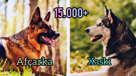 Xaski vs Afçarka(alman) - YouTube