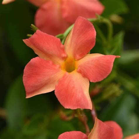 Mandevilla Dipladenia Coral Orange Sunrise X1 or X4 New Color Live ...