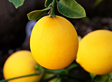 meyer lemon definition  chad thornton blog