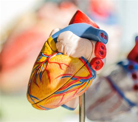 Cardiovascular Disease (CVD) | World Heart Federation