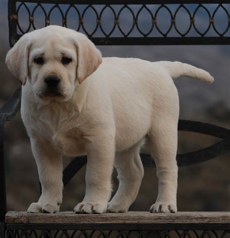 Yellow English Lab Puppies | Labrador Retriever Puppies | BoulderCrest