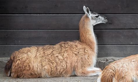 12 Farm Animals You Can Keep In Your Backyard