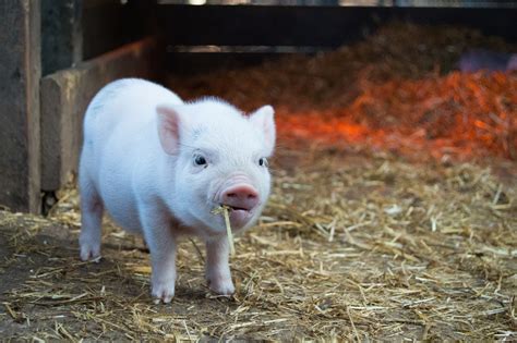 Breeding pigs: Try our software 30 days for free - ZooEasy