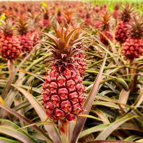 grow  indoor pineapple plant successfully