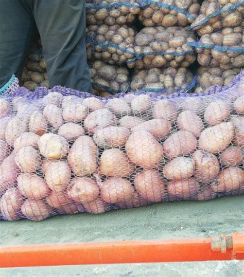 Продам картофель сорт Белая роза Славянка, Ивано-Франковская обл — Agro ...