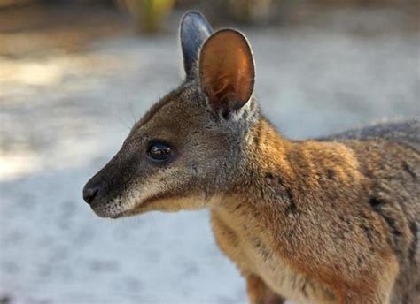 Wallaby Stock Photos, Images and Backgrounds for Free Download