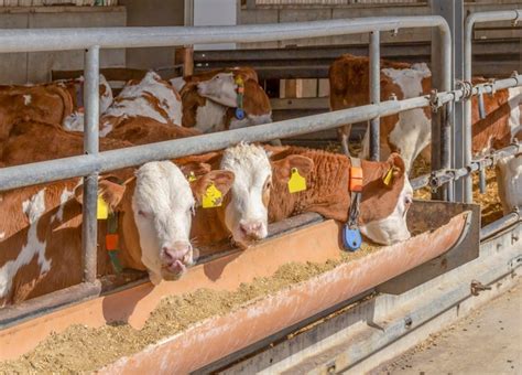 premium photo  cattle   barn