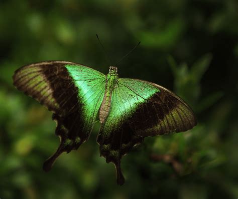 Green Butterfly Symbolism: Understanding Its Spiritual Meaning