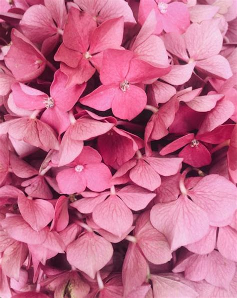 great pink  pexels  stock