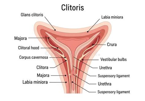 anatomical diagram illustrating  structure   clitoris key