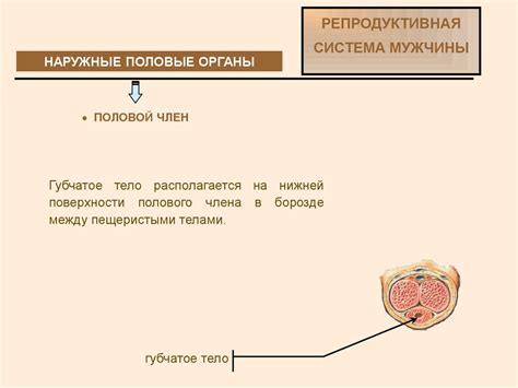 Репродуктивная система мужчины. Наружные половые органы - презентация ...