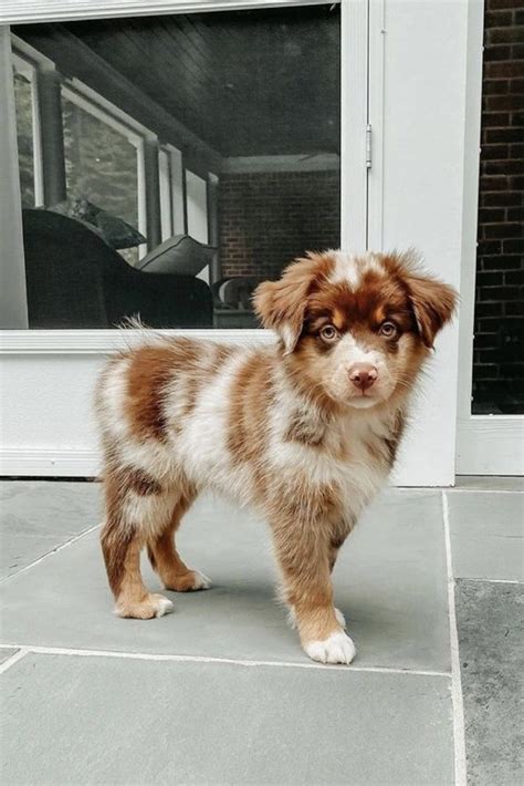 Teacup Australian Shepherd Guide: Size, Price & More!