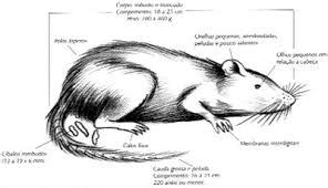 Rato Tem Osso No Corpo - Os Ratos Tem Ossos? Quantos Ossos Eles Tem? | Mundo Ecologia