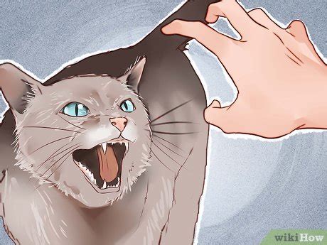 How to Tame a Cat (with Pictures) - wikiHow