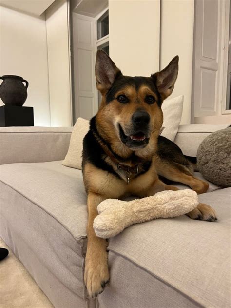 philine pi roepstorff dog batman mixed dyr