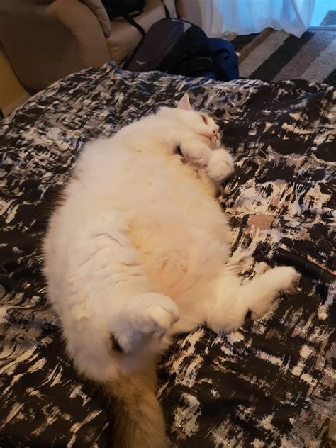 The cat who lives in the AirBnB I'm staying at is magnificent! : r
