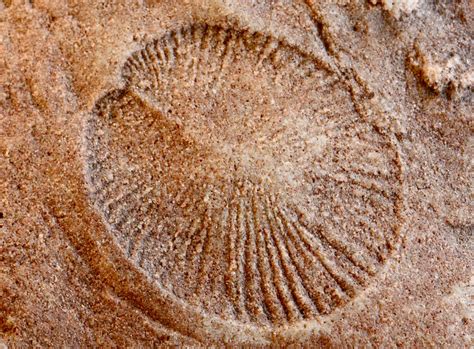 ediacaran fossil dickinsonia  photo  flickriver