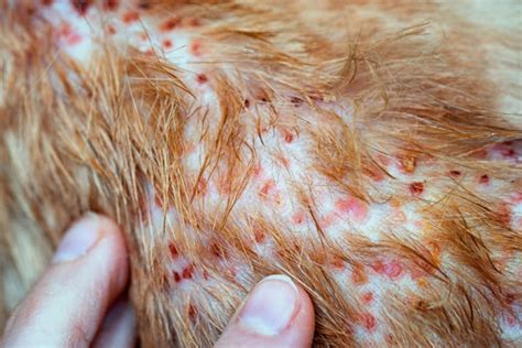 Dog Rash On Belly With Pus at Doyle Schmidt blog