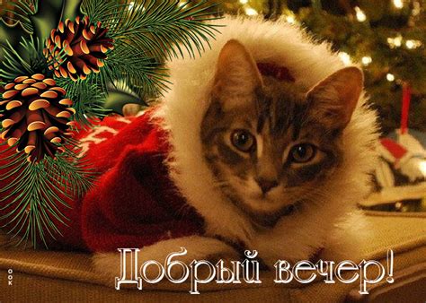 Ошеломительная открытка с котиком Добрый вечер- Скачать бесплатно на ...