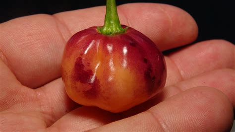 CGN 21500 Pepper | HRSeeds