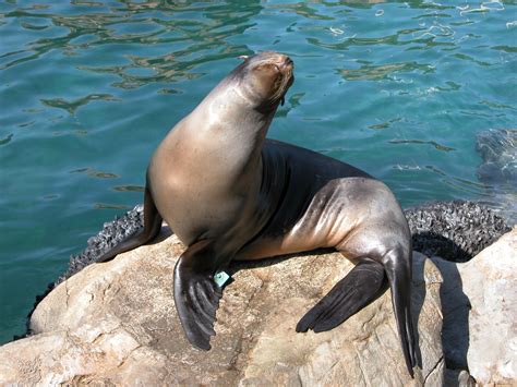 images water nature ocean animal wildlife wild environment