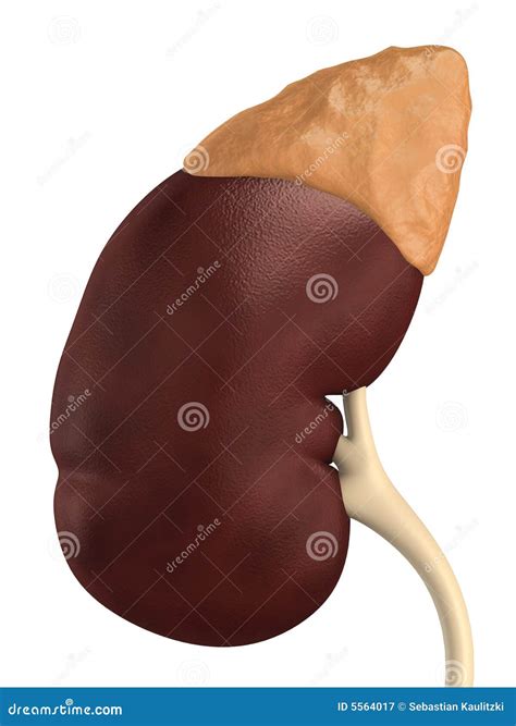 Human Kidney Medical Diagram With A Cross Section Of The Inner Organ
