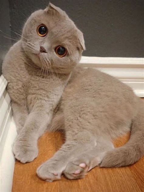 Pin on Quick Saves | Cat scottish fold, Scottish fold kittens, Cute cats