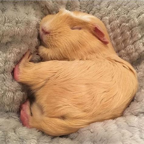 457 curtidas, 7 comentários - Guinea Pig Home (@guineapighomies) no ...