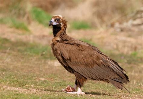 Wild Big Vulture Natural Habitat Stock Photo by ©Gelpi 177623798