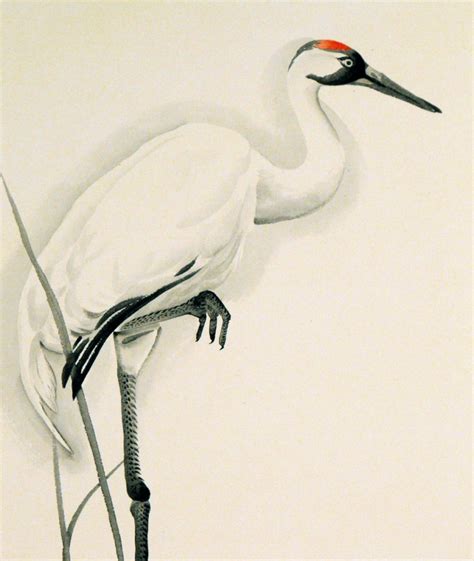 ZephiArt: Whooping Crane 1