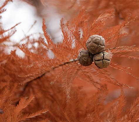 Bald Cypress Cones Photograph by Catherine Grassello - Fine Art America