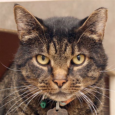 Cat of the Week: Heihei - WKTV Journal