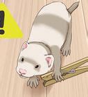 3 Ways to Make Your Ferret Happy - wikiHow