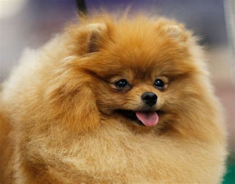 Take a look at some of the fluffiest dogs around | Mashable