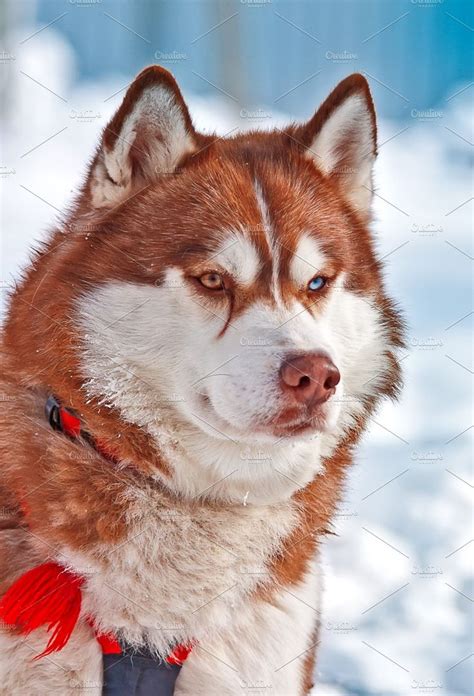 Beautiful Siberian Husky