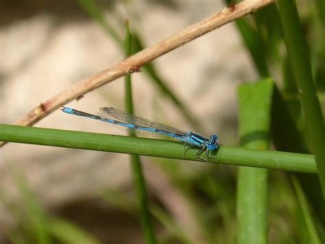 Dragonfly Damselfly Blue - Free photo on Pixabay - Pixabay