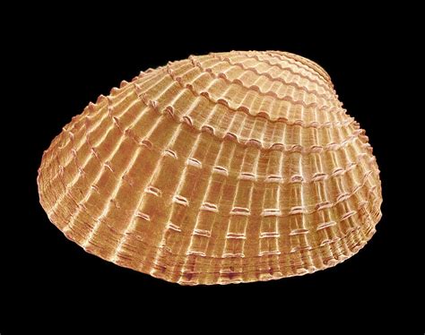 cockle shell sem  science photo library