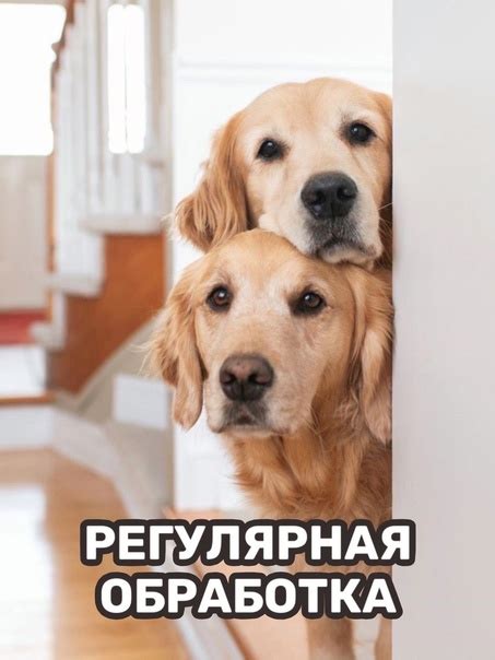 Проведение регулярной обработки собак от блох, клещей и гельминтов ...