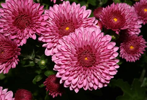 Chrysanthemum (Mum) – A to Z Flowers